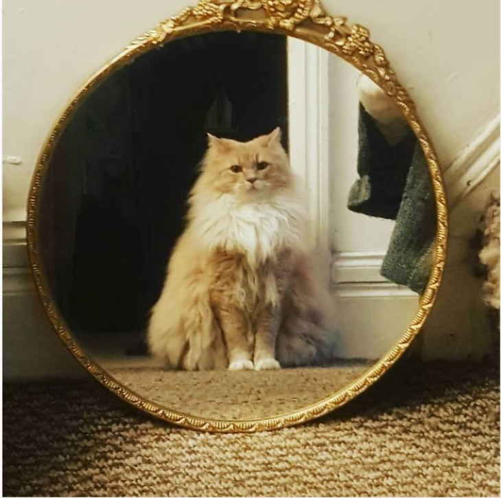 Pets Discovered Mirrors and It’s Hilarious