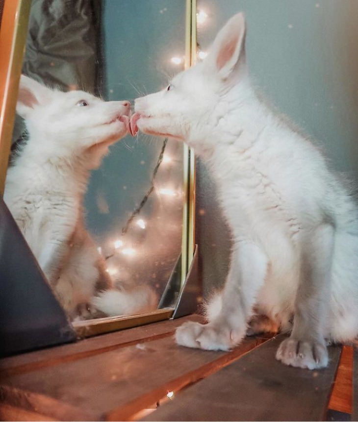 Pets Discovered Mirrors and It’s Hilarious