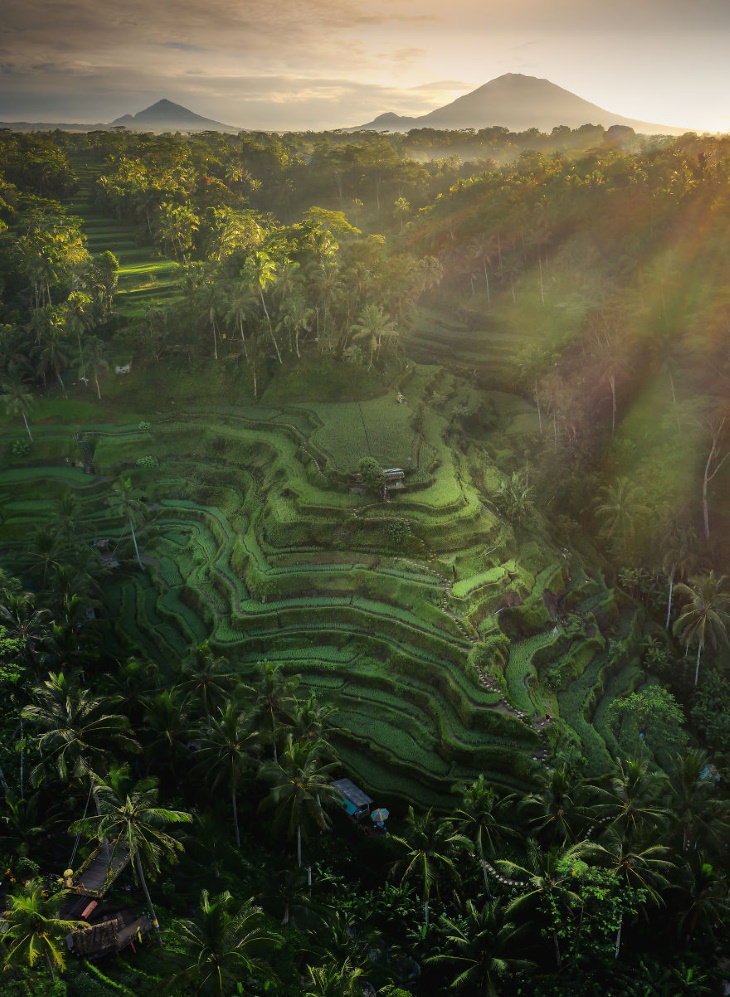 Agora 2020 Aerial Photos Rice Paradise