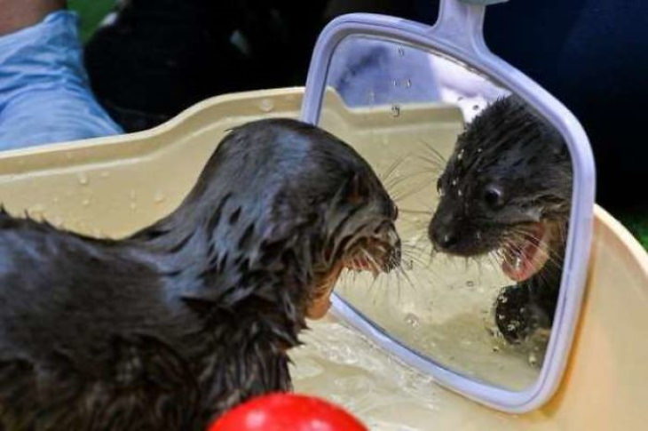 Pets Discovered Mirrors and It’s Hilarious