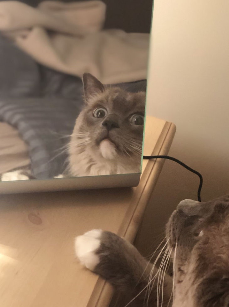 Pets Discovered Mirrors and It’s Hilarious