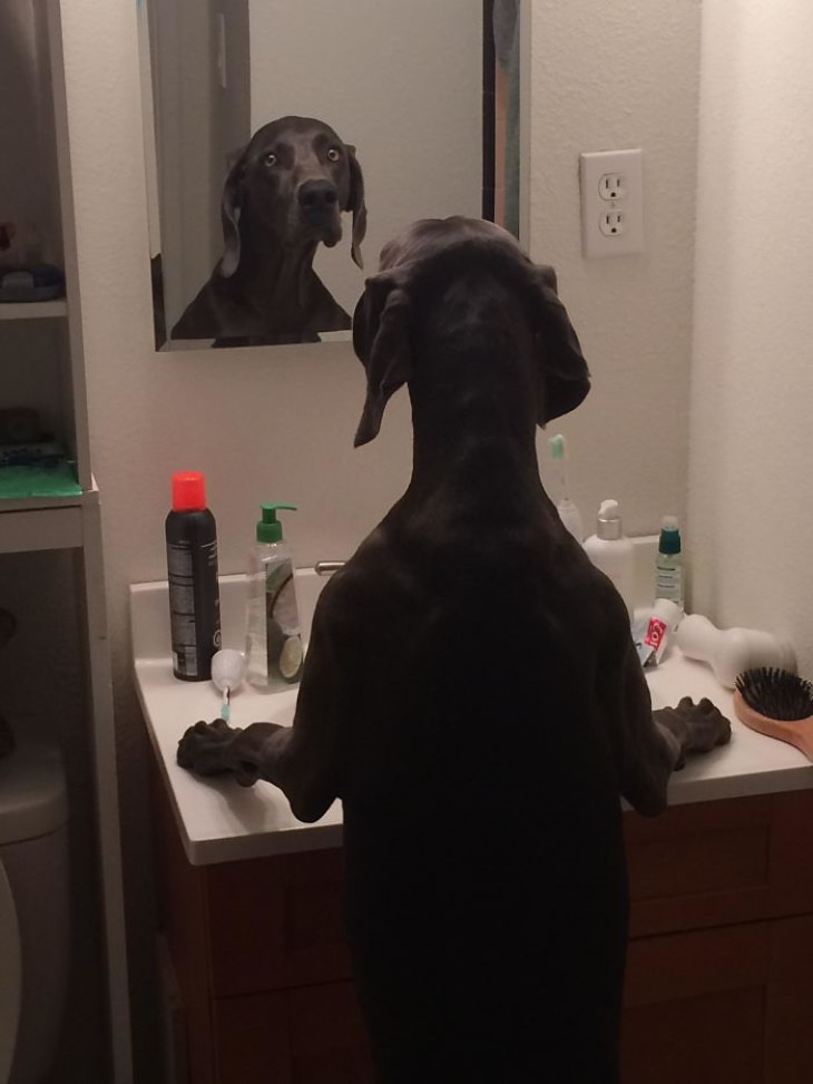 Pets Discovered Mirrors and It’s Hilarious