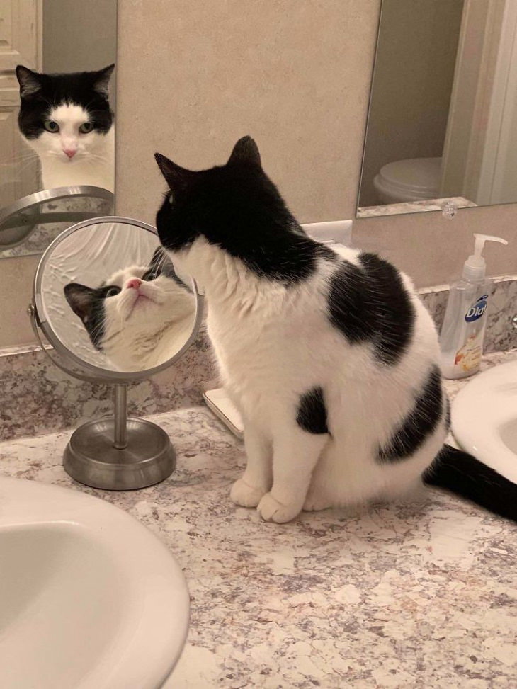 Pets Discovered Mirrors and It’s Hilarious