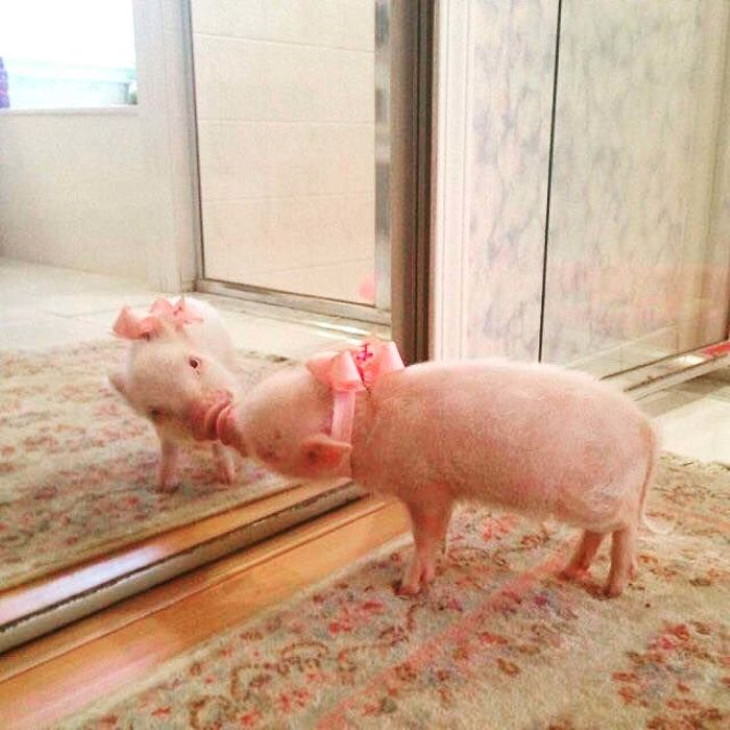 Pets Discovered Mirrors and It’s Hilarious