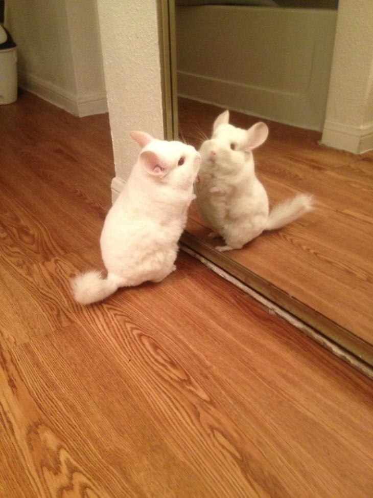 Pets Discovered Mirrors and It’s Hilarious