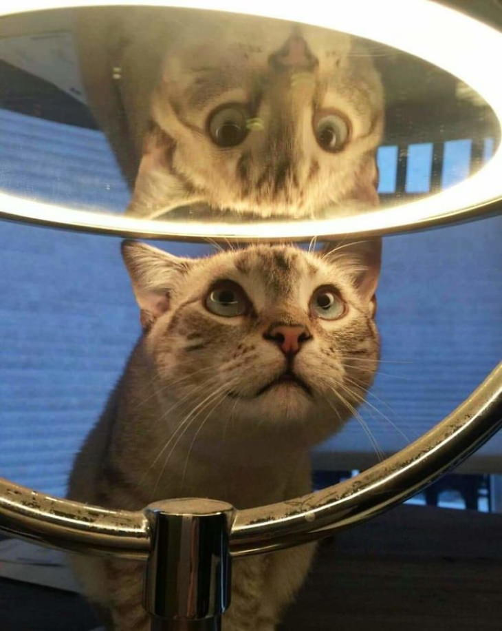 Pets Discovered Mirrors and It’s Hilarious