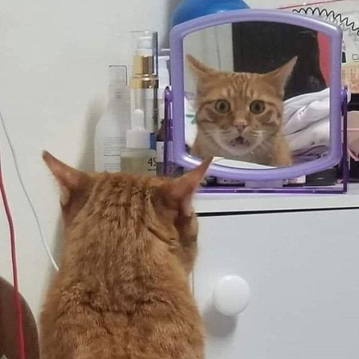 Pets Discovered Mirrors and It’s Hilarious