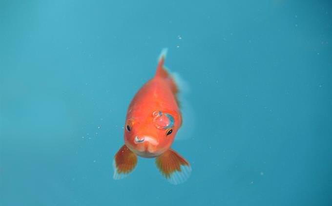 Goldfish in water