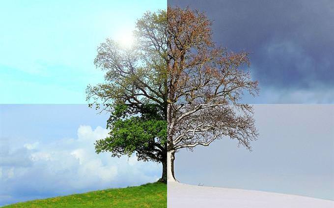 tree in 4 seasons