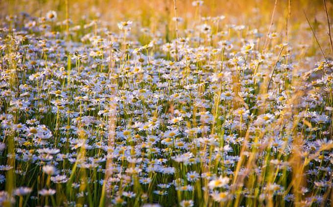 Flowery field