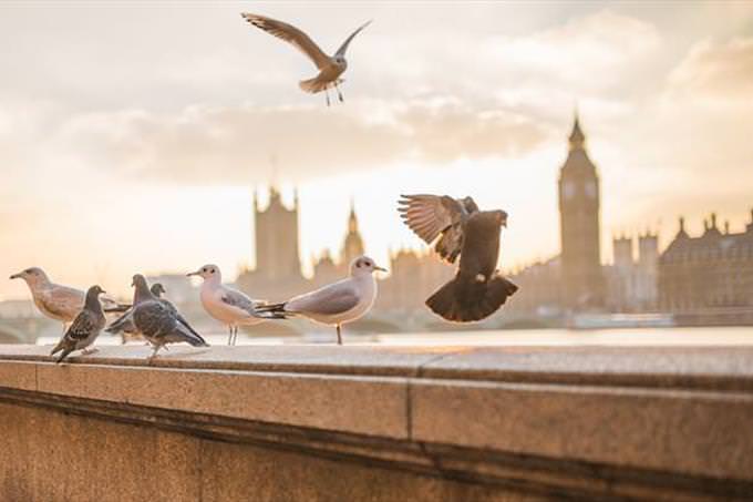 pigeons