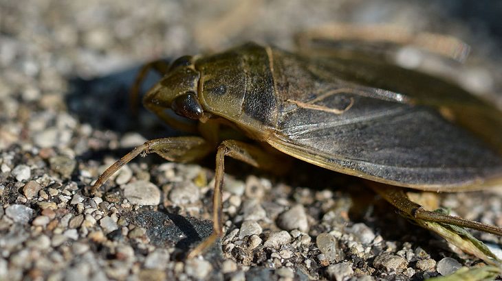 Best Animal Dads Giant Water Bug