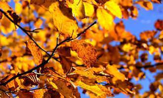 orange leaves