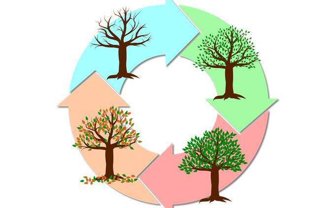 Illustration of a tree in the recycling symbol