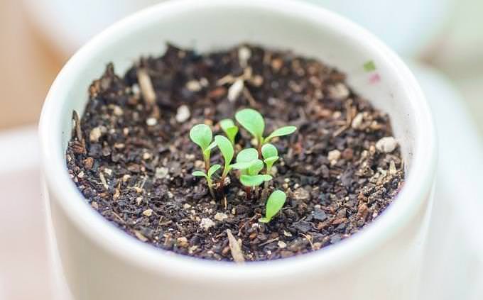 potted plant