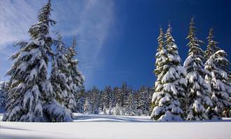 snow covered trees