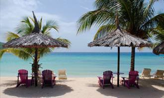 palm trees and ocean