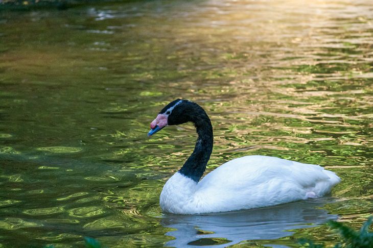 Best Animal Dads black-necked swan