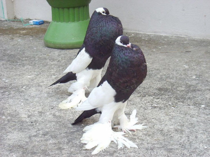 Most Beautiful Pigeons and Doves pouter pigeons