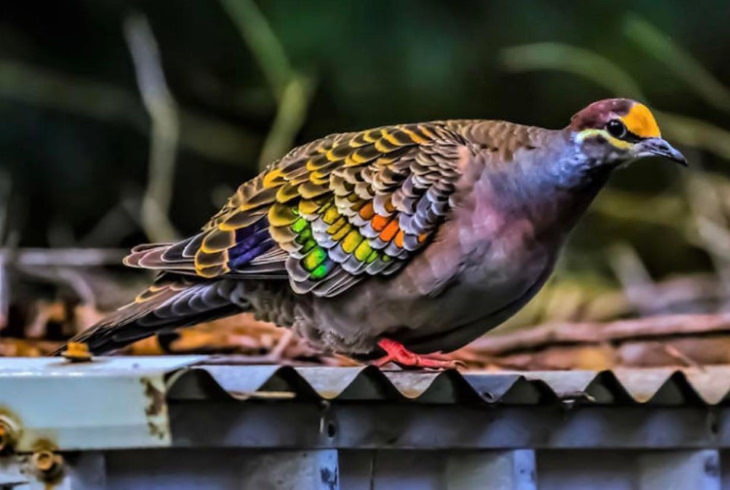 Most Beautiful Pigeons and Doves Bronzewing Pigeon