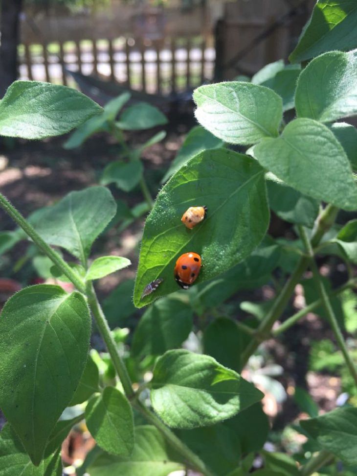 Pictures of Life Cycles, ladybugs