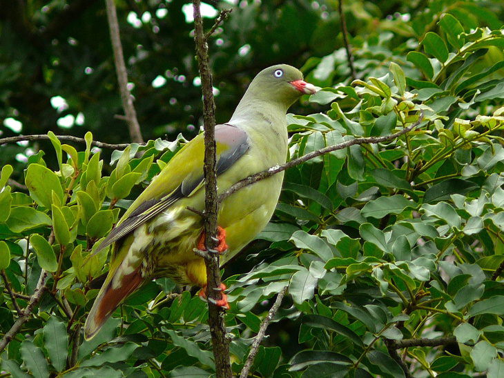Most Beautiful Pigeons and Doves African Green-Pigeon