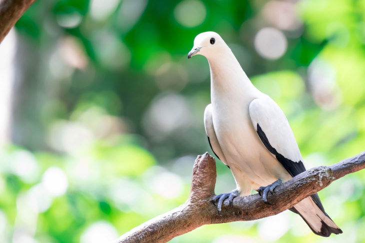 Most Beautiful Pigeons and Doves Pied Imperial Pigeon