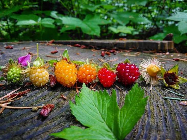 Pictures of Life Cycles, Salmonberry