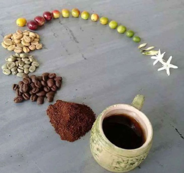 Pictures of Life Cycles, coffee