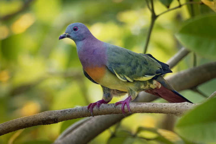 Most Beautiful Pigeons and Doves Pink-Necked Green Pigeon