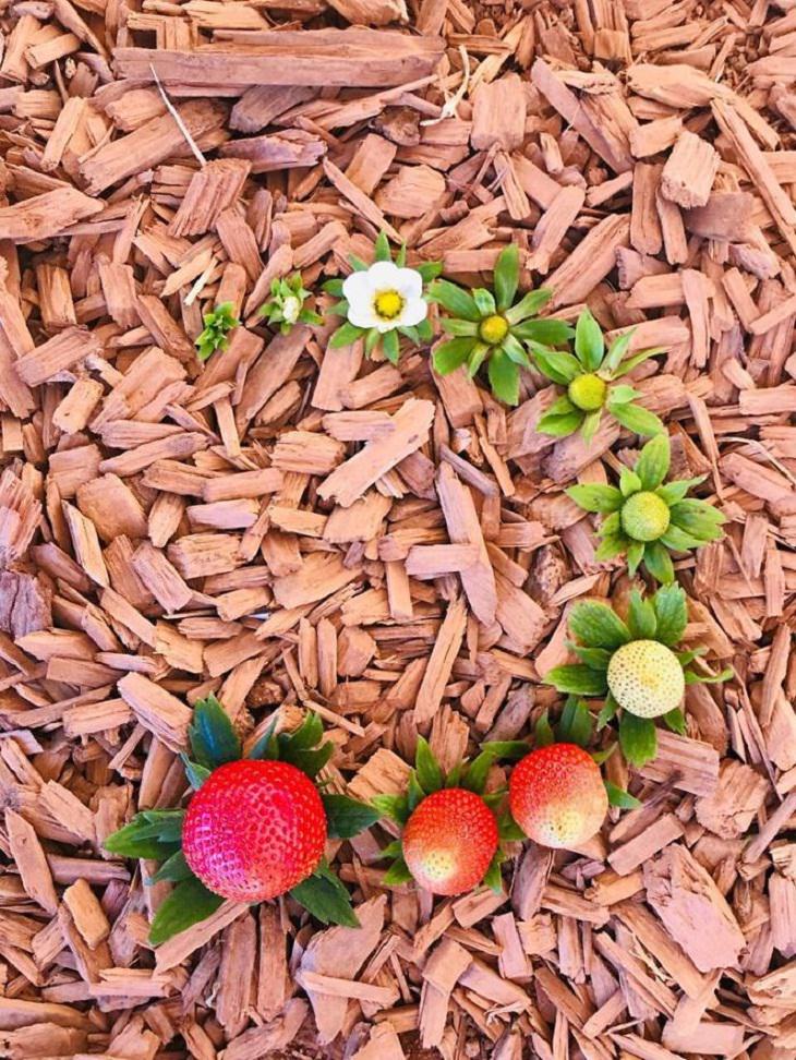 Pictures of Life Cycles, strawberry