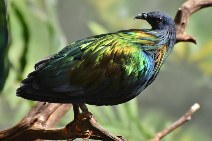 Most Beautiful Pigeons and Doves Nicobar Pigeon