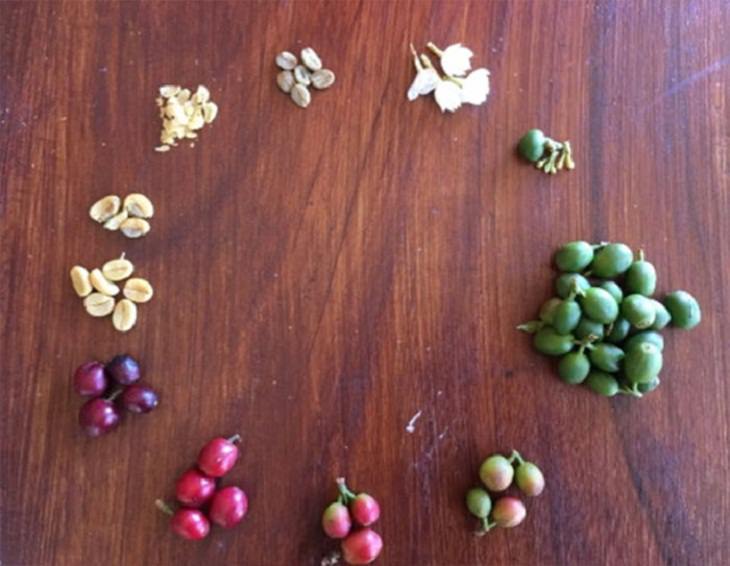 Pictures of Life Cycles, coffee beans