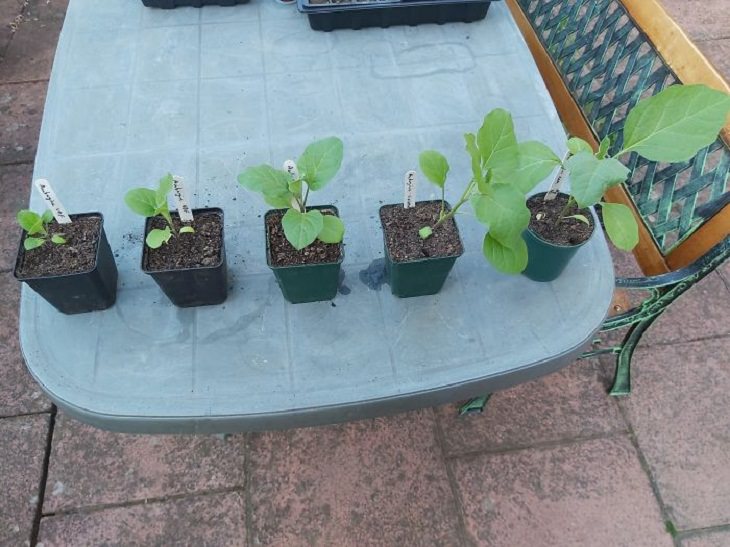 Pictures of Life Cycles, Aubergine plants