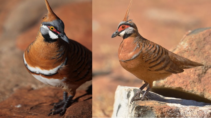 Most Beautiful Pigeons and Doves Spinifex Pigeon (Geophaps plumifera)
