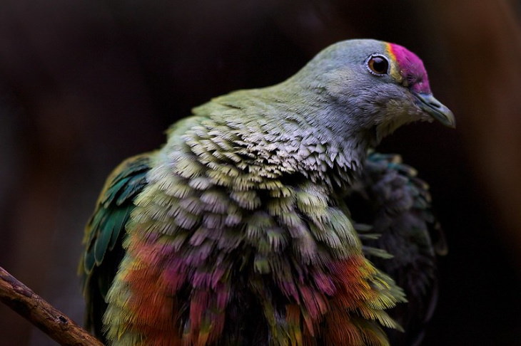 Most Beautiful Pigeons and Doves Rose-Crowned Fruit Dove