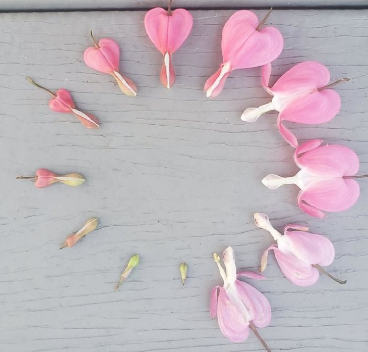 Pictures of Life Cycles, bleeding-heart flower