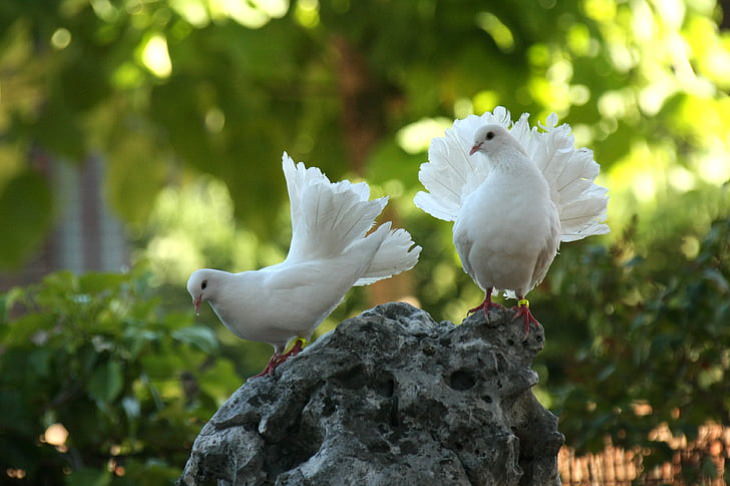 Most Beautiful Pigeons and Doves Fantail Pigeons