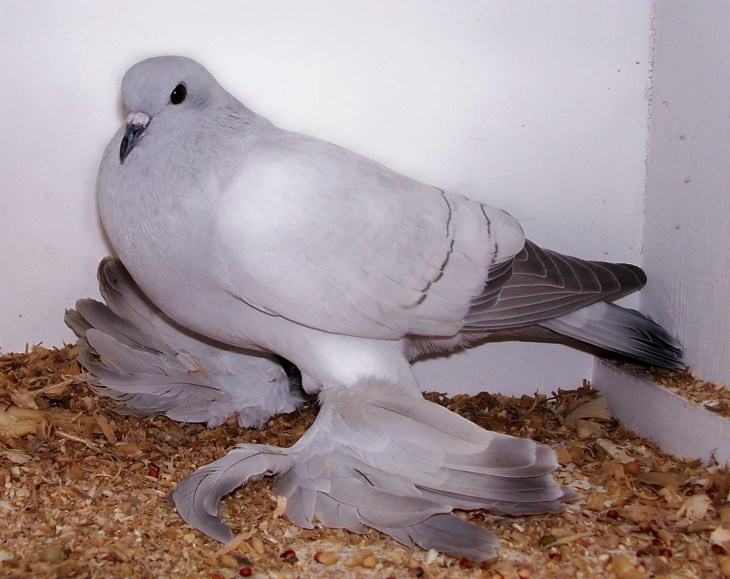 Most Beautiful Pigeons and Doves Ice Pigeon 
