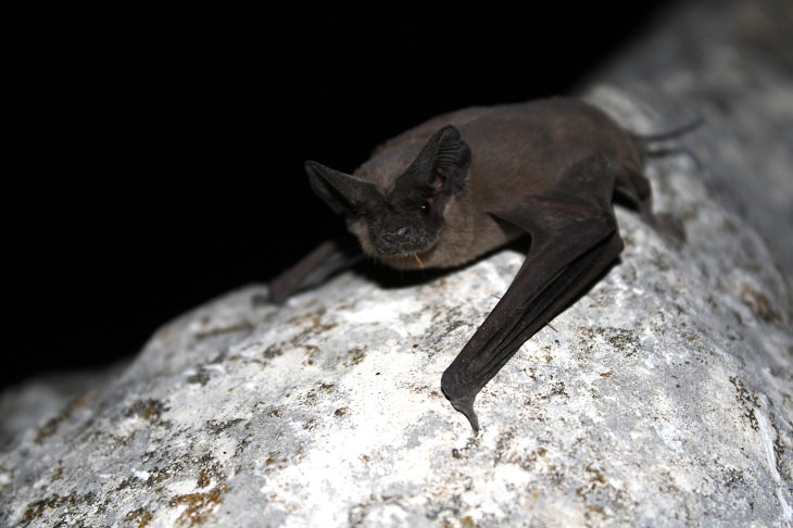 Fastest Animals in the World, Brazilian free-tailed bat
