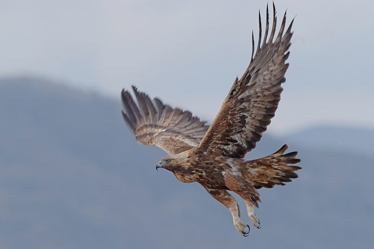 Fastest Animals in the World, Golden Eagle