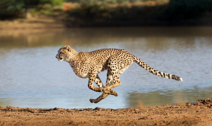 Fastest Animals in the World,Cheetah