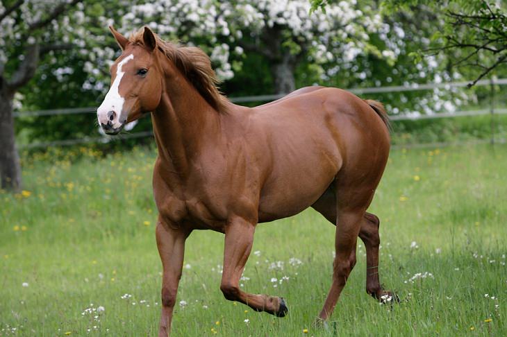 Fastest Animals in the World, Quarter Horse