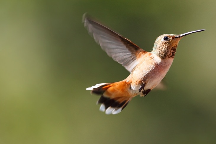 Fastest Animals in the World, Anna’s hummingbird