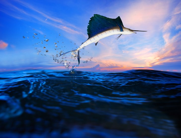 Fastest Animals in the World,  Sailfish