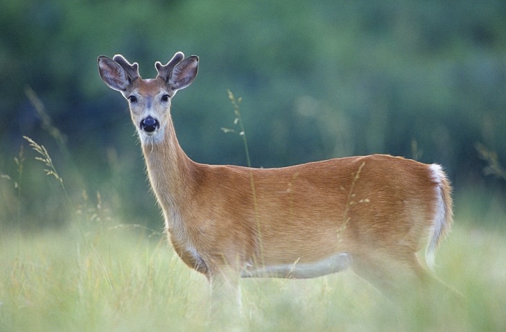 Fastest Animals in the World, Pronghorn Antelope