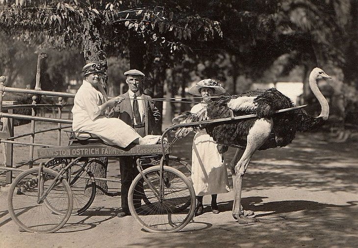Unusual Vintage Vehicles, ostrich cart