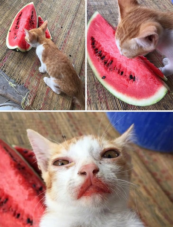 16 Hilarious Cat Photos