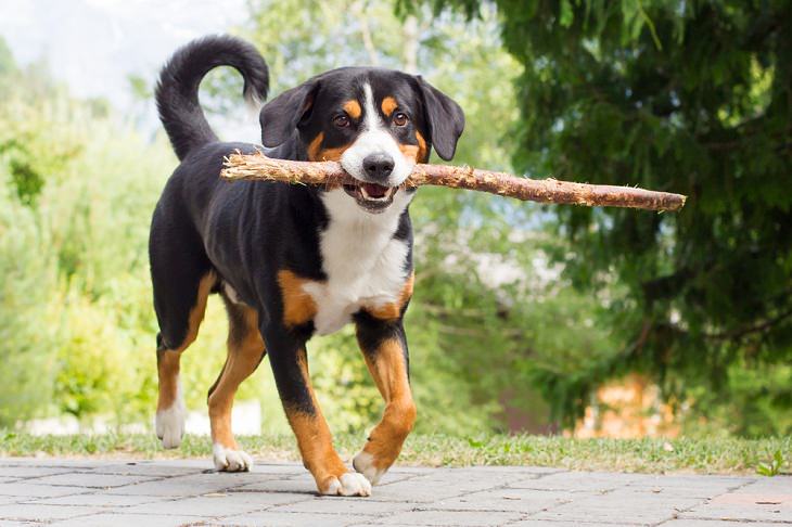 Best Guard Dog Breeds, Appenzeller sennenhund