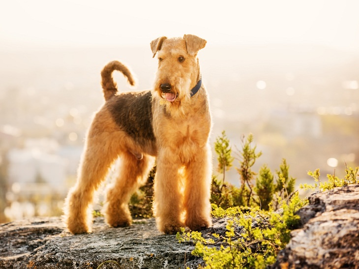 Best Guard Dog Breeds, Airedale terrier